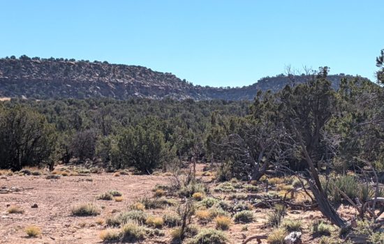 41.71 Acres – Bordering over 1,000 Acres of State Recreational Land