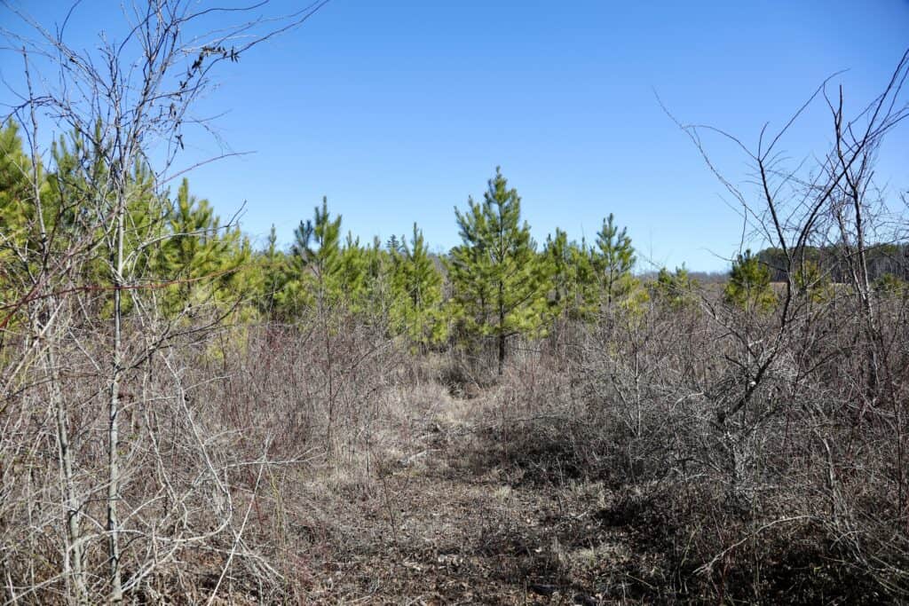 20 Acres with Power, Well, Septic, and Creek Frontage Flat Rock, AL