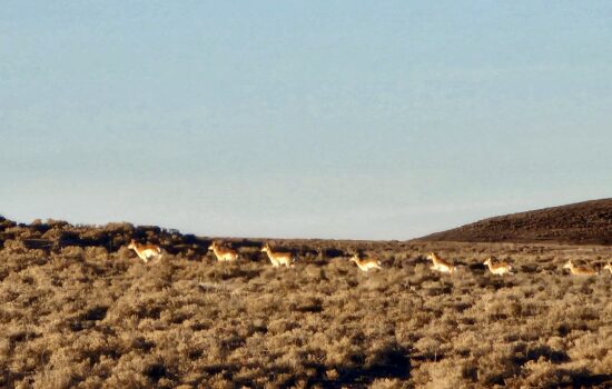 40 Acres in Crescent Valley Bordering BLM Land