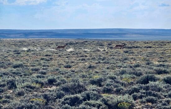 40 Acres Bordering Over 20,000 Acres of BLM Land